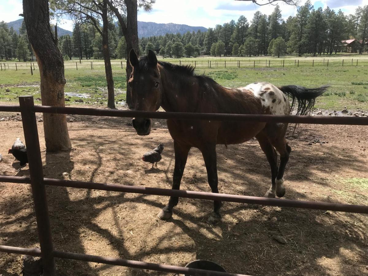 Grand Canyon Cottage At Historic Wrigley Ranch With Horseback Riding & Shooting Parks Экстерьер фото